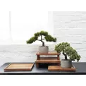 Drzewko Bonsai Cyprys 24,5cm - 4