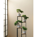 Bonsai Cypress Tree 24.5cm - 4