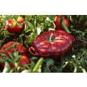 Garnek żeliwny Cocotte Pomidor 25cm 2,5l - 5