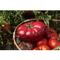 Garnek żeliwny Cocotte Pomidor 25cm 2,5l - 7