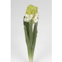 Hyacinth Flower - 1