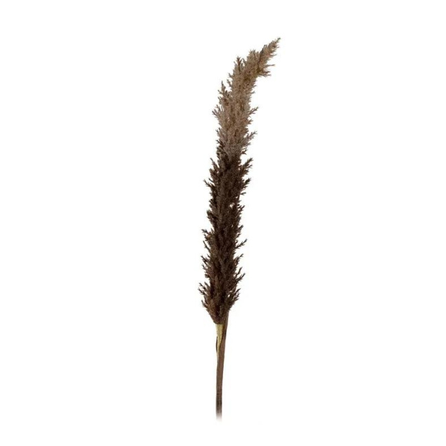 Pampas Grass 110cm mix