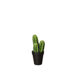 Kaktus 22cm 