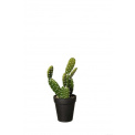 Opuntia Cactus 26cm - 1