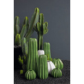 Opuntia Cactus 26cm - 3