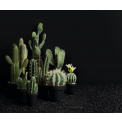Opuntia Cactus 26cm - 2