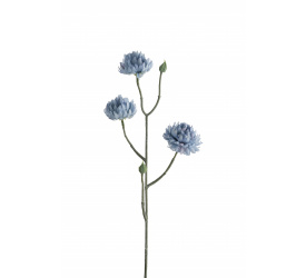 Kwiat kocanka ogrodowa niebieska 50cm