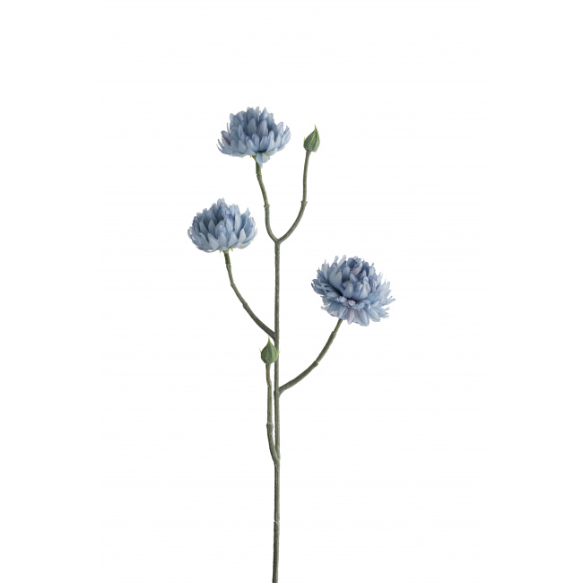 Kwiat kocanka ogrodowa niebieska 50cm