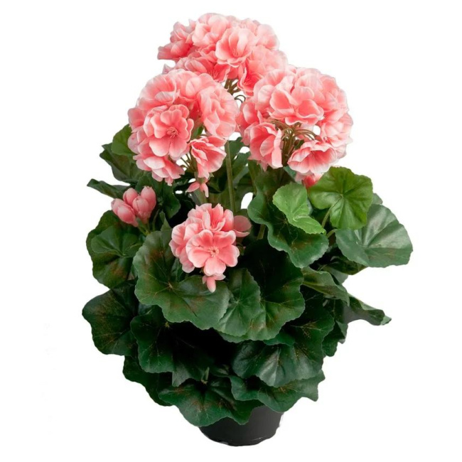 Kwiat Pelargonia 35cm