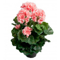 Geranium Flower 35cm - 1