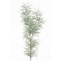 Asparagus Branch 70cm - 1