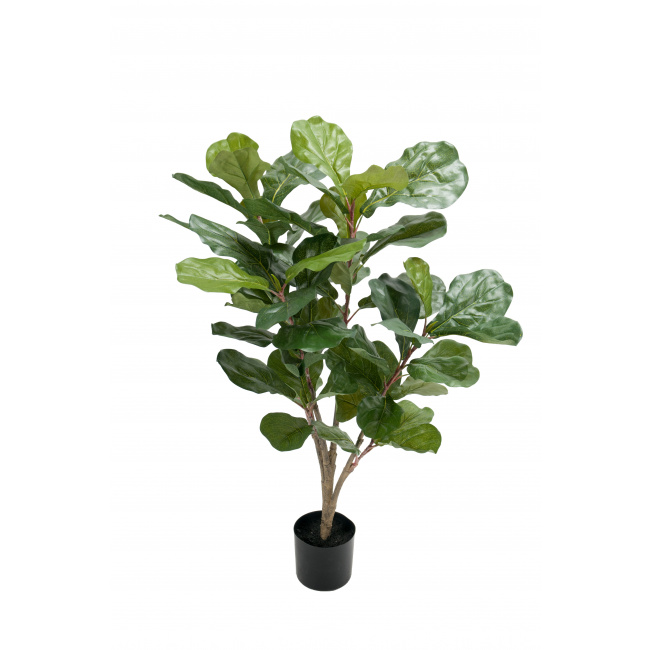 Fig Tree 90cm - 1