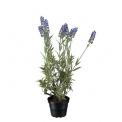 Lavender Flower 45cm - 1