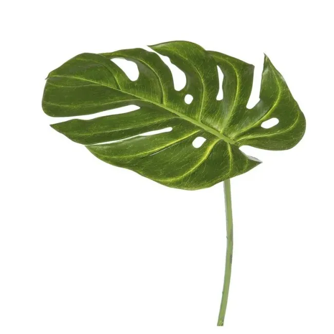 Liść Monstera 27x22cm - 1