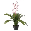 Bromeliad in Pot 40cm - 1
