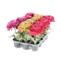 Buttercup in Pot 18cm (1 piece mix) - 1