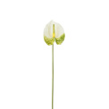 Kwiat anthurium 40cm biało-zielony