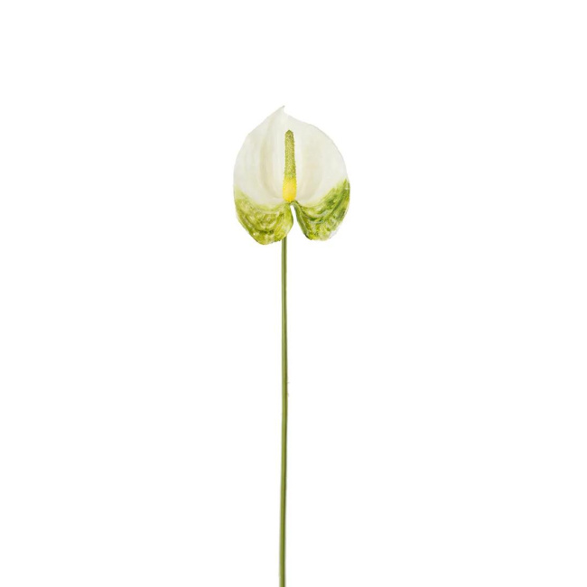 Anthurium Flower 40cm White-Green