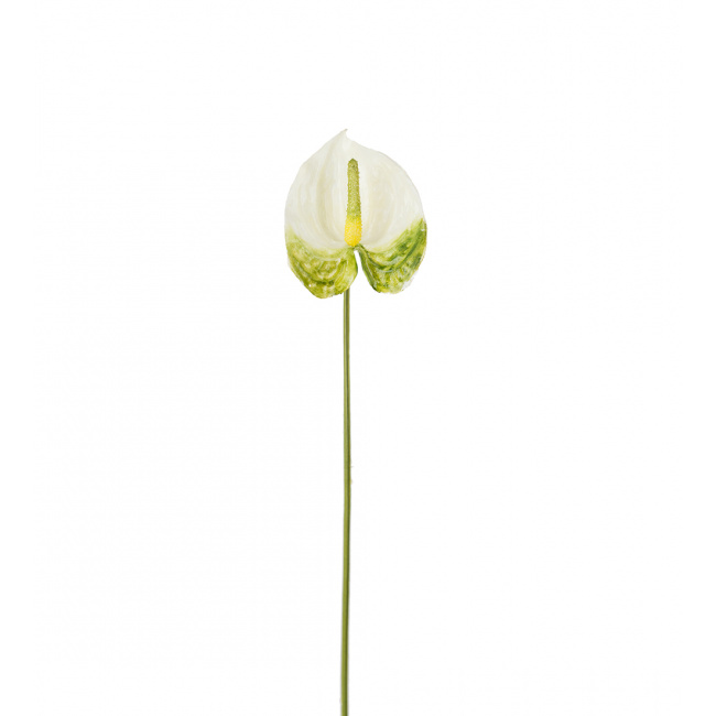 Kwiat anthurium 40cm biało-zielony
