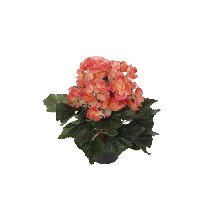 Begonia in Pot 28cm Orange