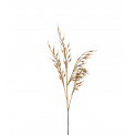Decorative Grass 65cm Brown - 1