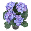 Hydrangea in Pot 37cm Blue - 1