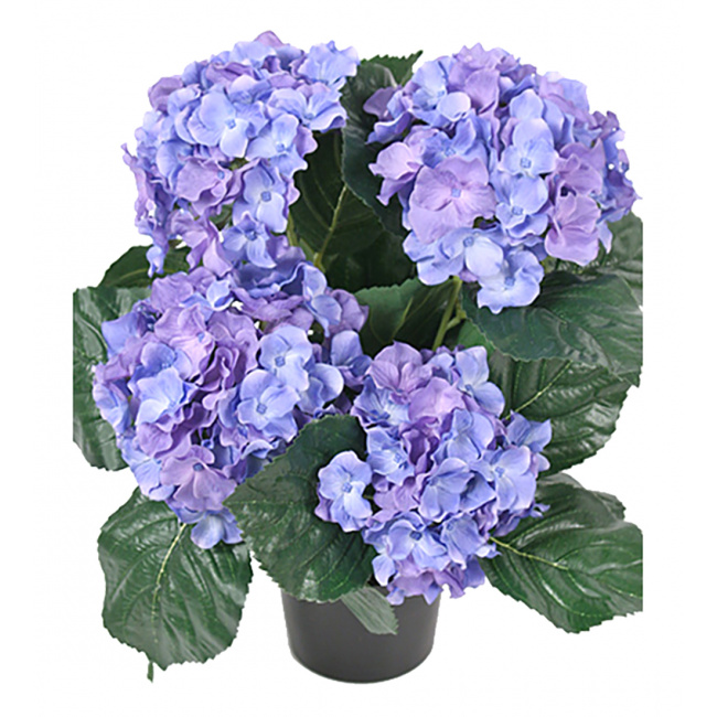 Hydrangea in Pot 37cm Blue - 1