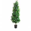 Ficus in Pot 150cm - 1