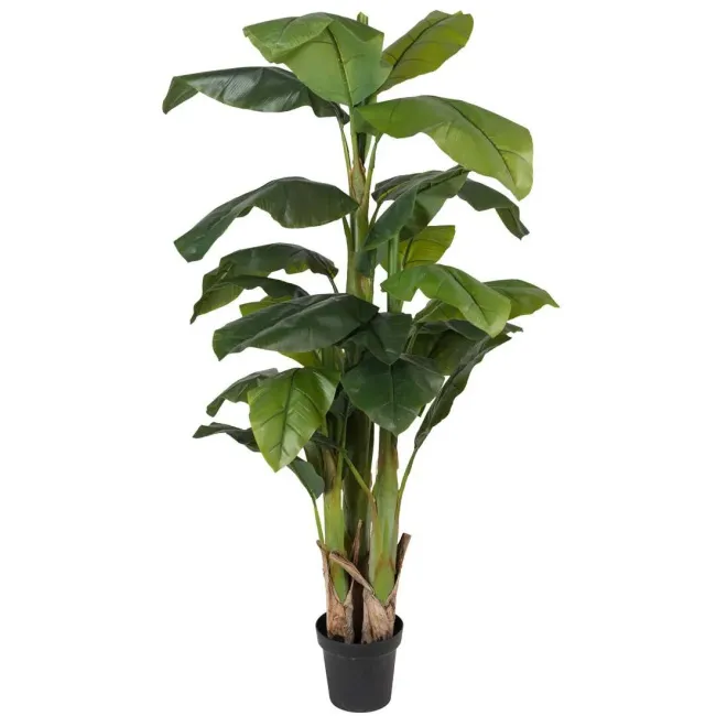 Drzewko bananowiec 240cm