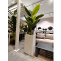 Banana Tree 240cm - 3