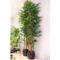 Bamboo in Pot 120cm - 2