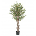 Olive Tree 160cm - 1