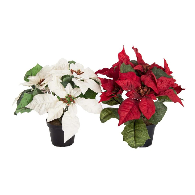 Poinsettia in Pot 23cm (1 piece mix)