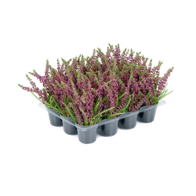 Wrzos w doniczce 18cm fioletowy 1 sztuka