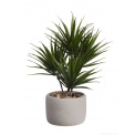Palm Tree Ornament 24x17cm - 1