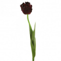 Tulip 46cm - 1