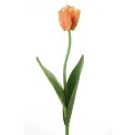Tulip 61cm