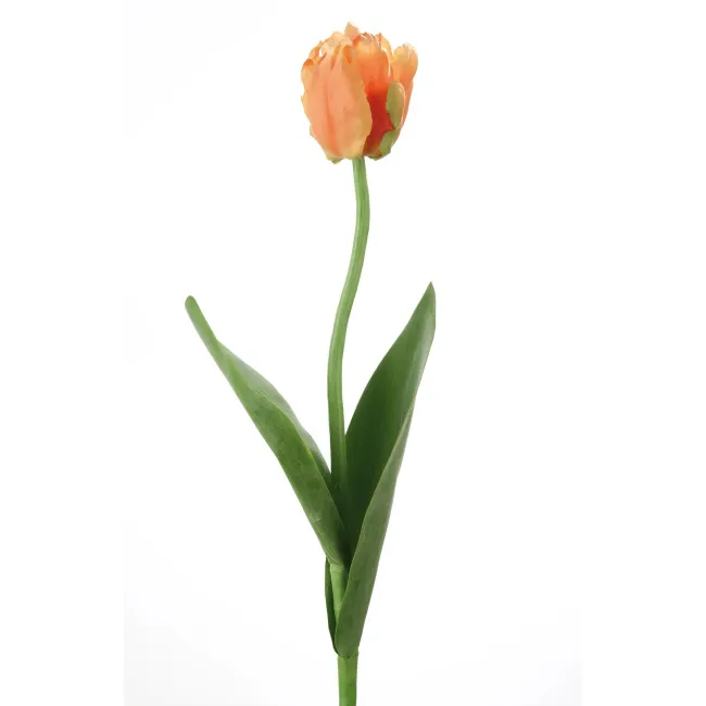 Tulipan 61cm