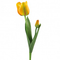 Mona Tulip 34cm - 1