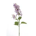 Elderflower 82cm - 1
