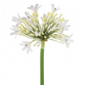 Agapanthus Flower 92cm - 1