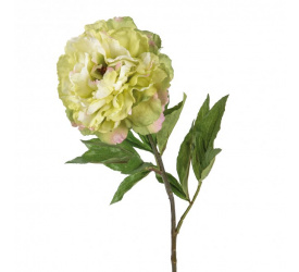 Kwiat Peonia 80cm