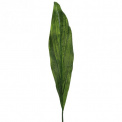 Calla Long Leaf 102cm - 1