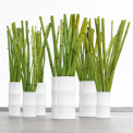 Bamboo Vase 30cm - 3