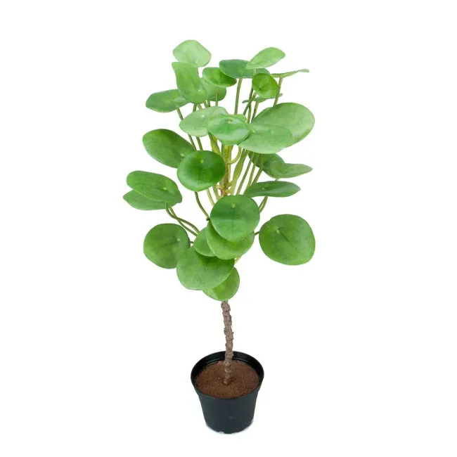 Elefantora Plant 55cm - 1