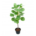 Elefantora Plant 55cm - 1