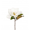 Magnolia Plant 50cm White - 1