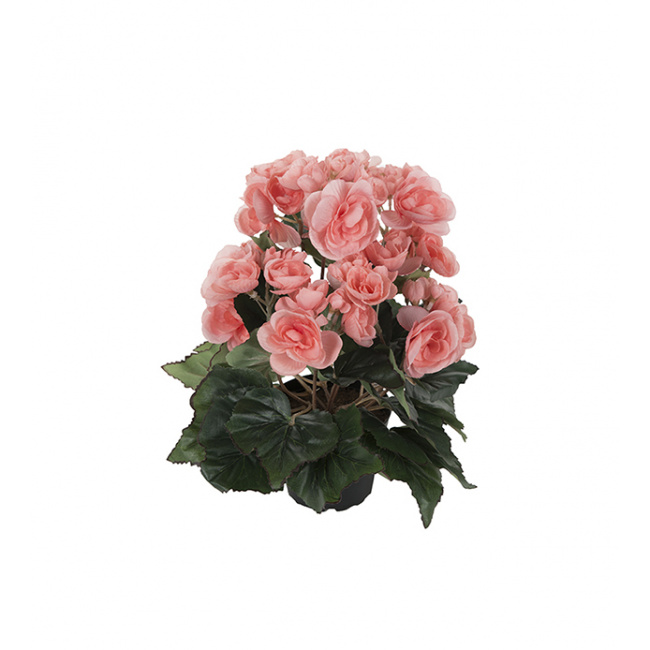 Begonia 28cm różowa