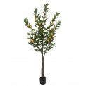 Citrus Tree Plant 180cm - 1
