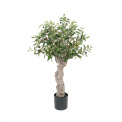 Olive Tree Plant 80cm - 1